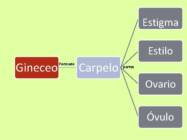 Estigma Estilo Gineceo Formado Carpelo partes Ovario Óvulo 