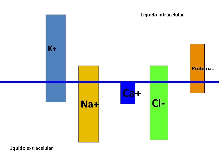 Liquido intracelular K+ Proteinas Na+ Liquido extracelular Ca+ Cl. Liquido extracelular 