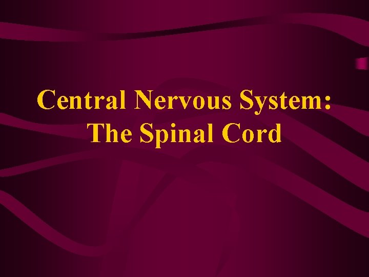 Central Nervous System: The Spinal Cord 