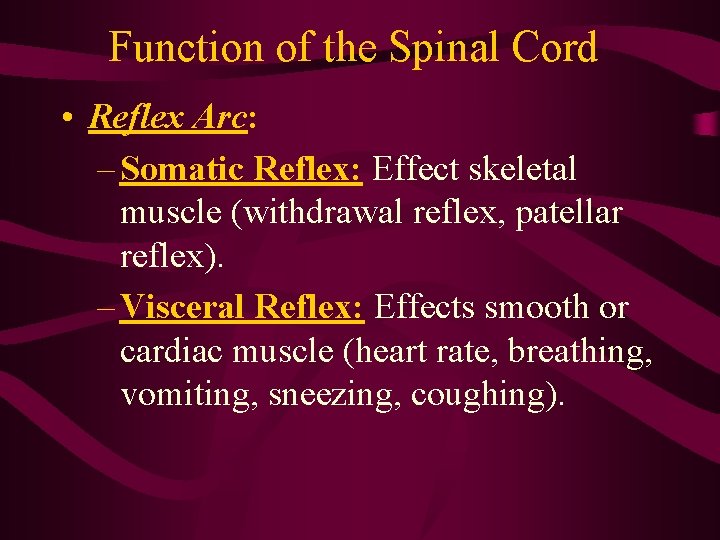 Function of the Spinal Cord • Reflex Arc: – Somatic Reflex: Effect skeletal muscle