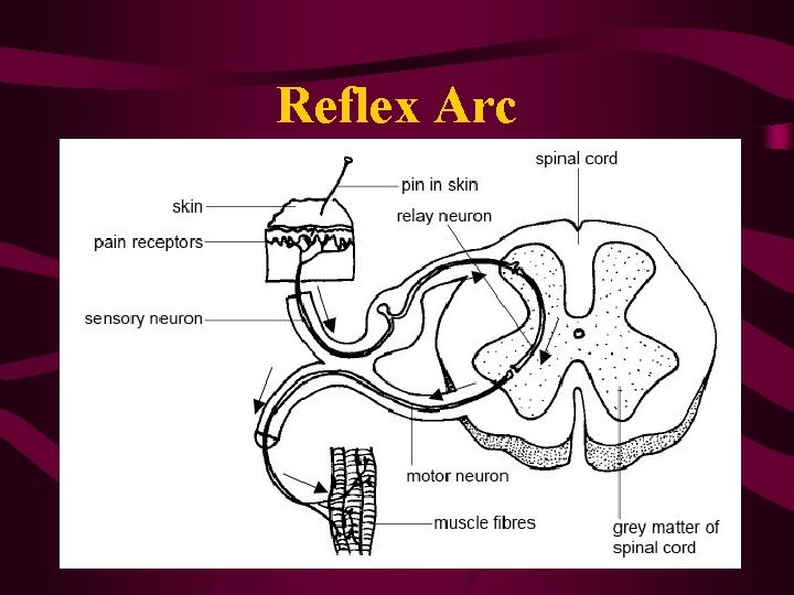 Reflex Arc 