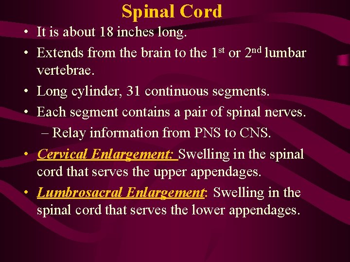 Spinal Cord • It is about 18 inches long. • Extends from the brain