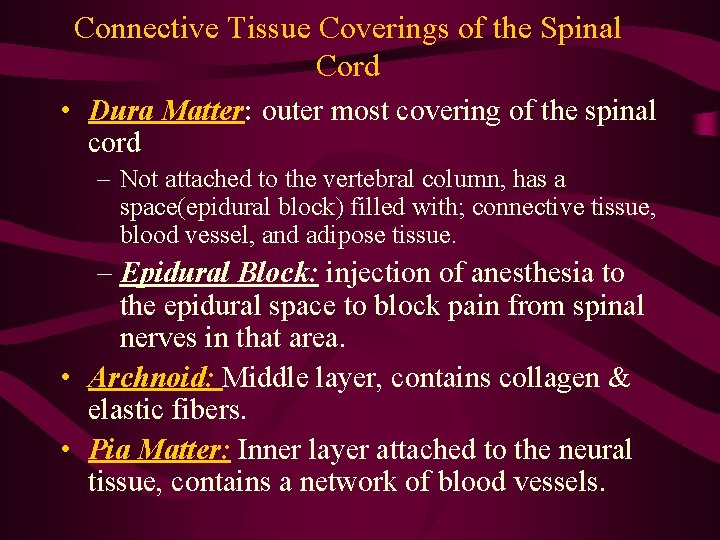 Connective Tissue Coverings of the Spinal Cord • Dura Matter: outer most covering of