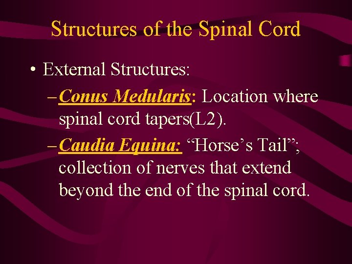 Structures of the Spinal Cord • External Structures: – Conus Medularis: Location where spinal