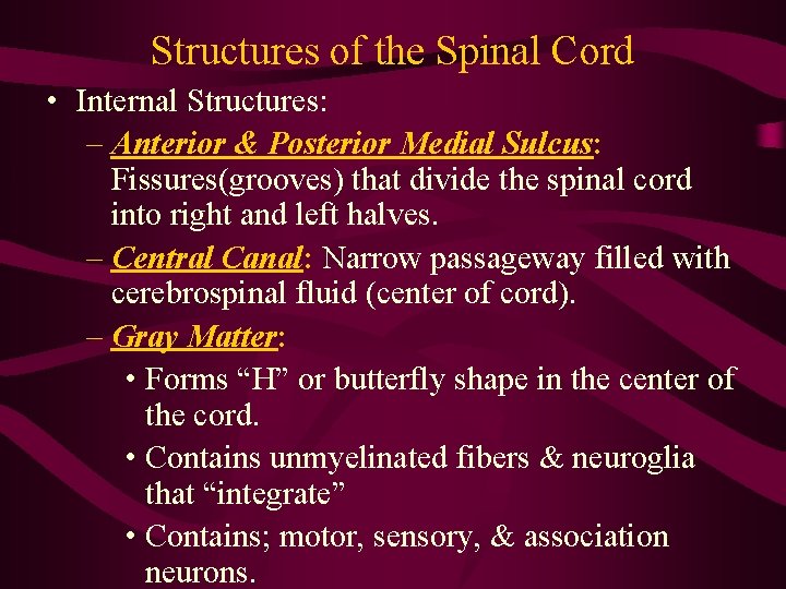 Structures of the Spinal Cord • Internal Structures: – Anterior & Posterior Medial Sulcus: