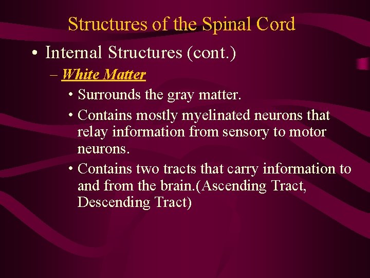 Structures of the Spinal Cord • Internal Structures (cont. ) – White Matter •