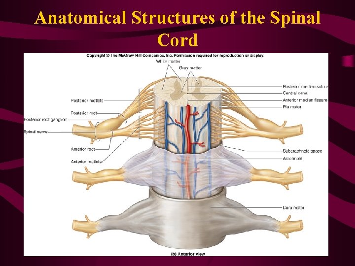 Anatomical Structures of the Spinal Cord 