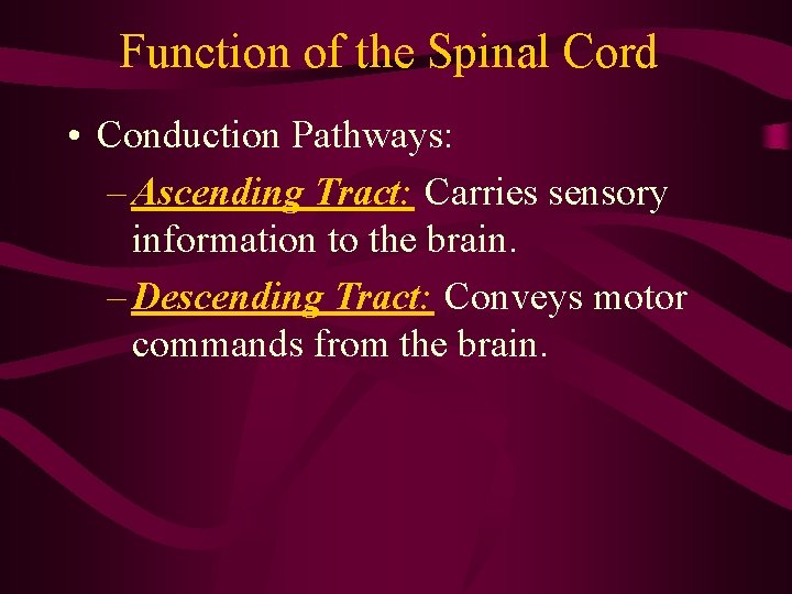 Function of the Spinal Cord • Conduction Pathways: – Ascending Tract: Carries sensory information