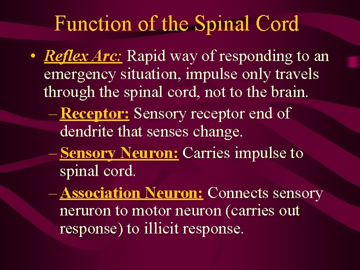 Function of the Spinal Cord • Reflex Arc: Rapid way of responding to an