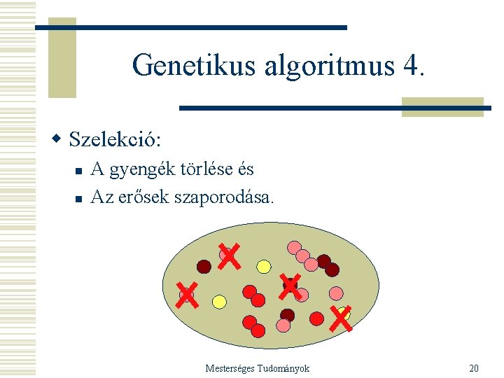 Genetikus algoritmus 4. w Szelekció: n n A gyengék törlése és Az erősek szaporodása.