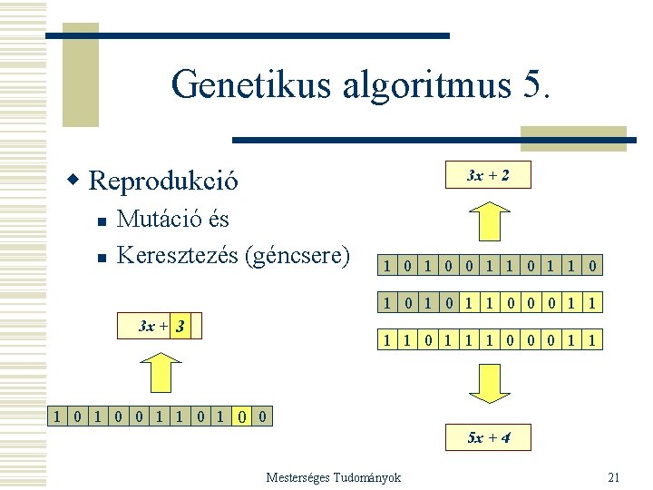 Genetikus algoritmus 5. w Reprodukció n n 3 x + 2 Mutáció és Keresztezés