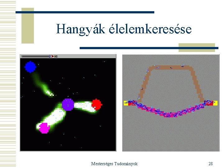 Hangyák élelemkeresése Mesterséges Tudományok 28 