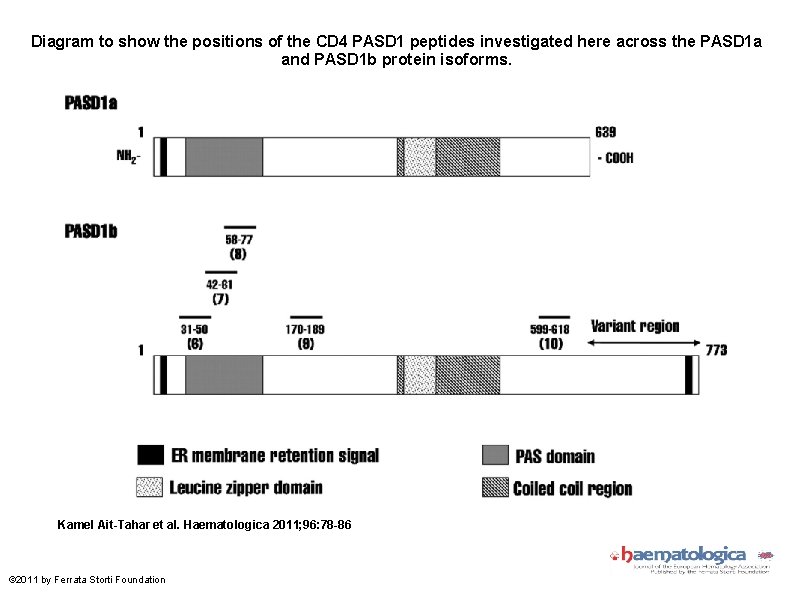 Diagram to show the positions of the CD 4 PASD 1 peptides investigated here