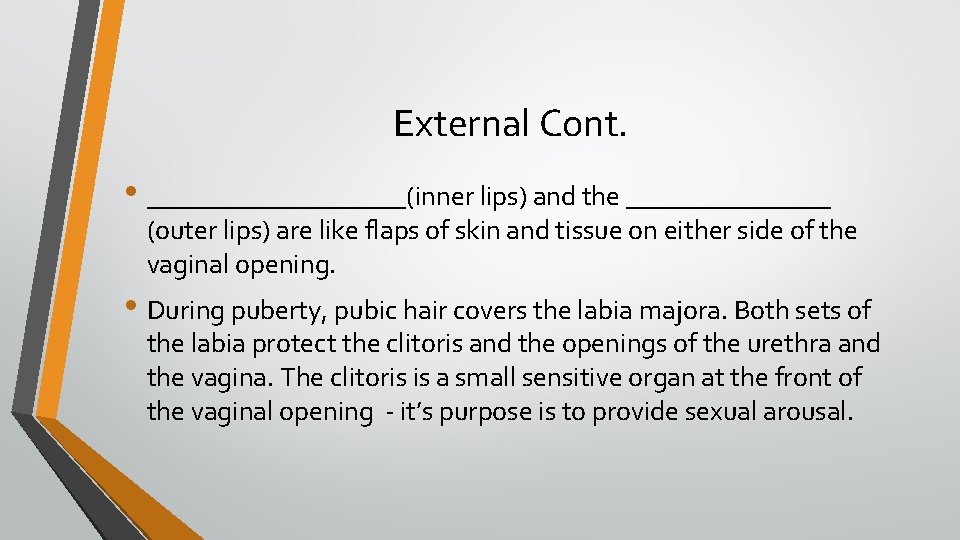 External Cont. • __________(inner lips) and the ________ (outer lips) are like flaps of