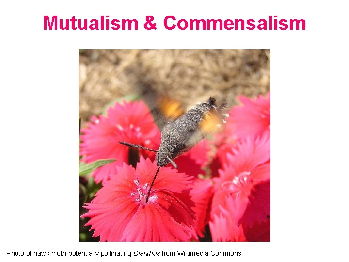 Mutualism & Commensalism Photo of hawk moth potentially pollinating Dianthus from Wikimedia Commons 