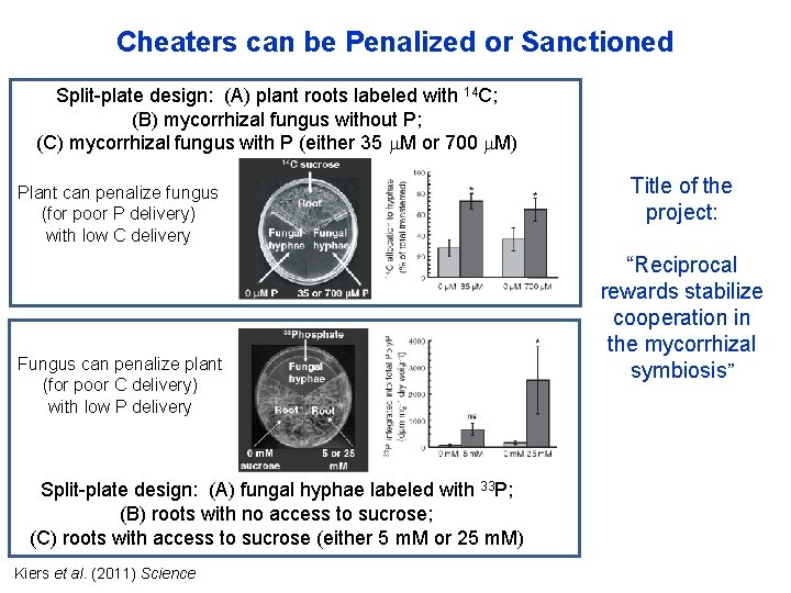 Cheaters can be Penalized or Sanctioned Split-plate design: (A) plant roots labeled with 14