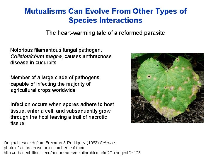 Mutualisms Can Evolve From Other Types of Species Interactions The heart-warming tale of a