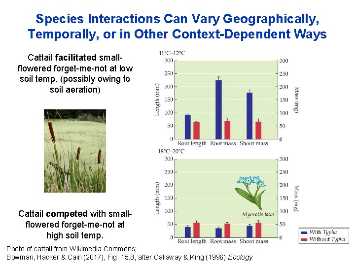 Species Interactions Can Vary Geographically, Temporally, or in Other Context-Dependent Ways Cattail facilitated smallflowered