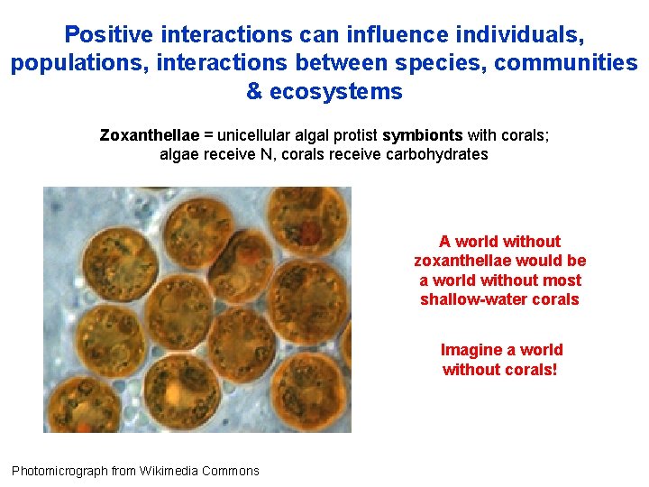 Positive interactions can influence individuals, populations, interactions between species, communities & ecosystems Zoxanthellae =