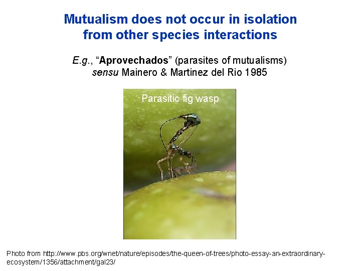 Mutualism does not occur in isolation from other species interactions E. g. , “Aprovechados”