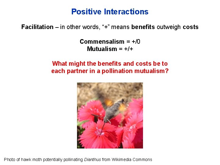 Positive Interactions Facilitation – in other words, “+” means benefits outweigh costs Commensalism =