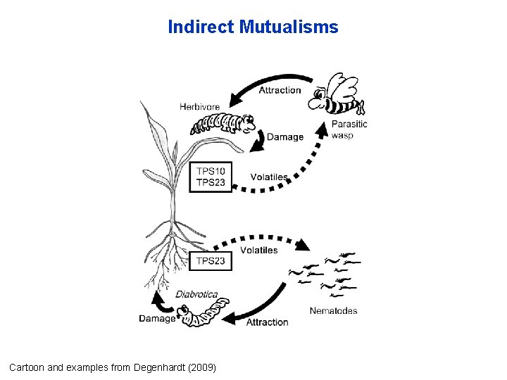 Indirect Mutualisms Cartoon and examples from Degenhardt (2009) 