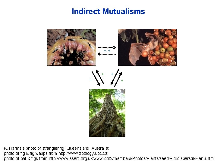 Indirect Mutualisms +/+ + + K. Harms’s photo of strangler fig, Queensland, Australia; photo