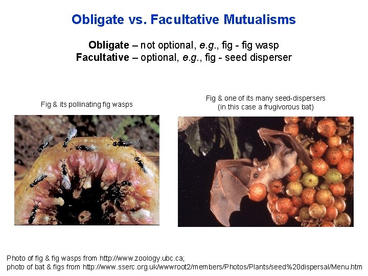 Obligate vs. Facultative Mutualisms Obligate – not optional, e. g. , fig - fig