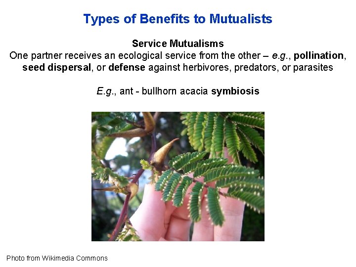Types of Benefits to Mutualists Service Mutualisms One partner receives an ecological service from