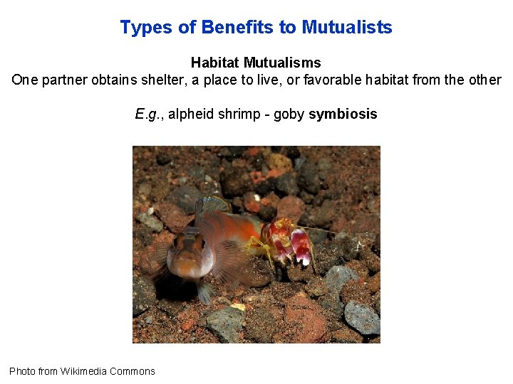 Types of Benefits to Mutualists Habitat Mutualisms One partner obtains shelter, a place to