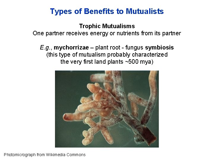 Types of Benefits to Mutualists Trophic Mutualisms One partner receives energy or nutrients from
