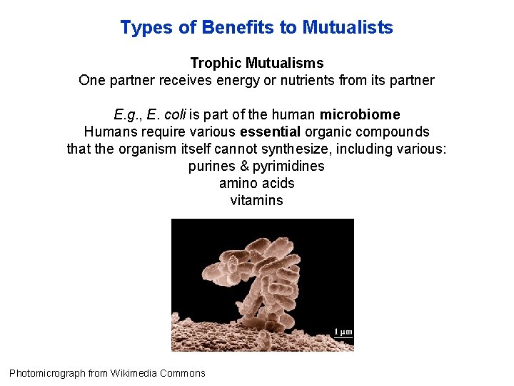 Types of Benefits to Mutualists Trophic Mutualisms One partner receives energy or nutrients from