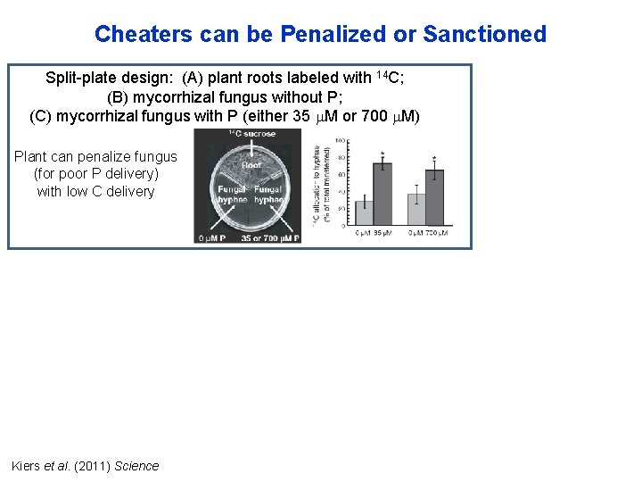 Cheaters can be Penalized or Sanctioned Split-plate design: (A) plant roots labeled with 14