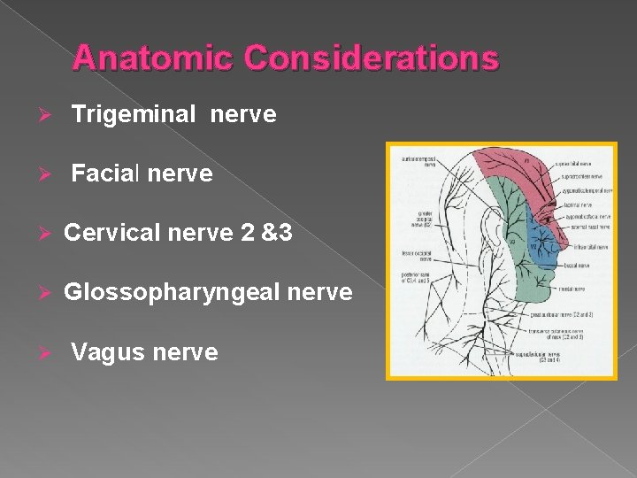 Anatomic Considerations Ø Trigeminal nerve Ø Facial nerve Ø Cervical nerve 2 &3 Ø