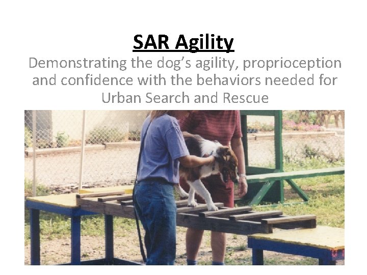 SAR Agility Demonstrating the dog’s agility, proprioception and confidence with the behaviors needed for