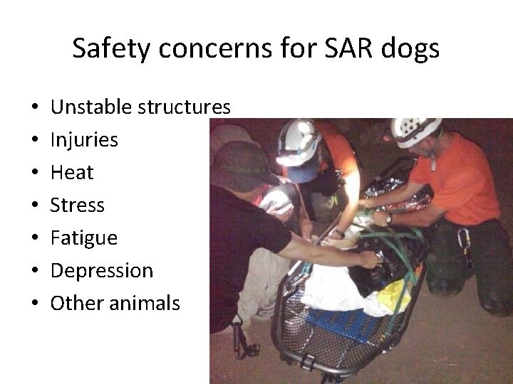 Safety concerns for SAR dogs • • Unstable structures Injuries Heat Stress Fatigue Depression