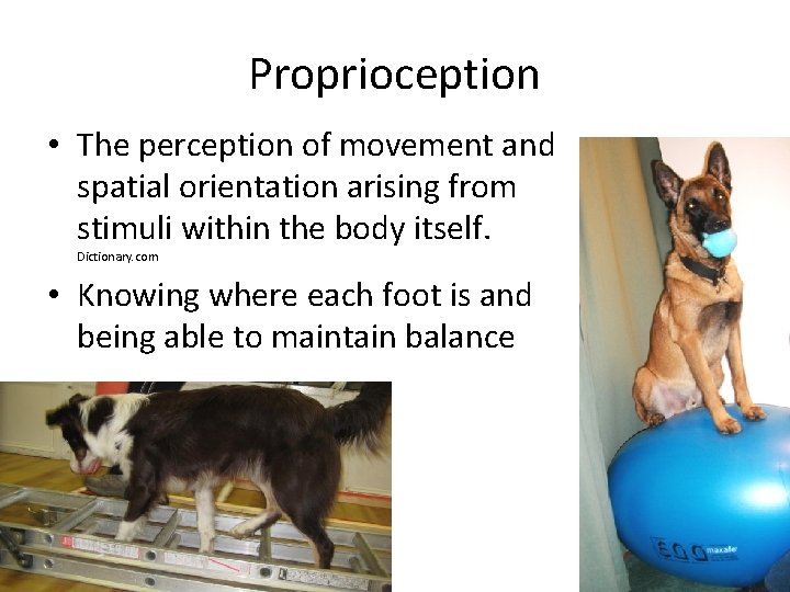 Proprioception • The perception of movement and spatial orientation arising from stimuli within the