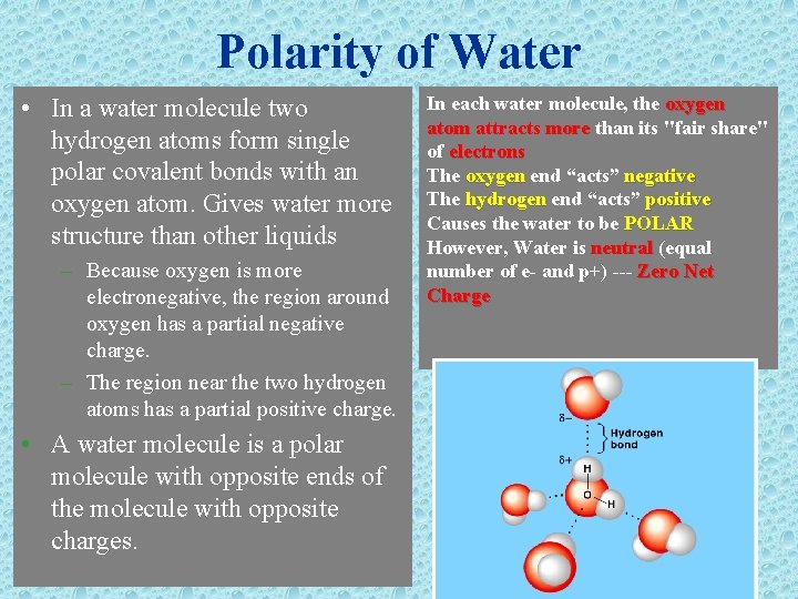 Polarity of Water • In a water molecule two hydrogen atoms form single polar