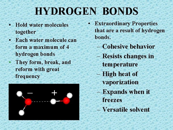 HYDROGEN BONDS • Hold water molecules together • Each water molecule can form a