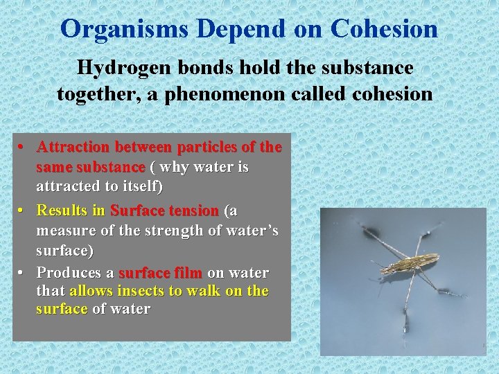 Organisms Depend on Cohesion Hydrogen bonds hold the substance together, a phenomenon called cohesion