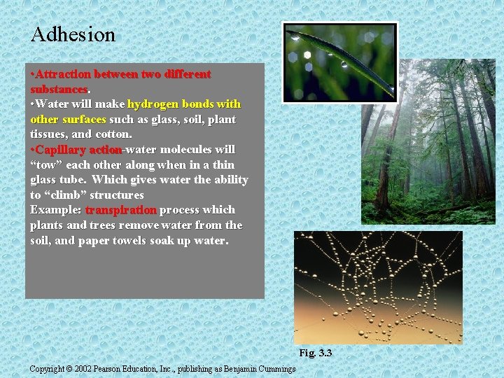 Adhesion • Attraction between two different substances. • Water will make hydrogen bonds with