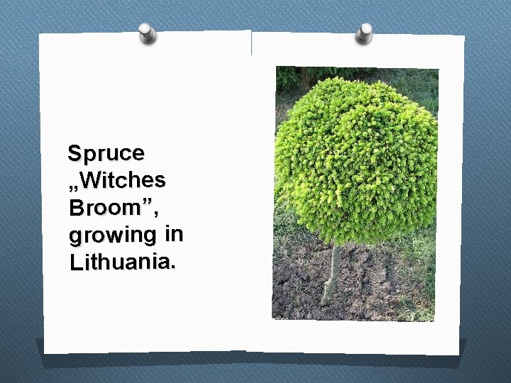 Spruce „Witches Broom” om”, growing in Lithuania. 