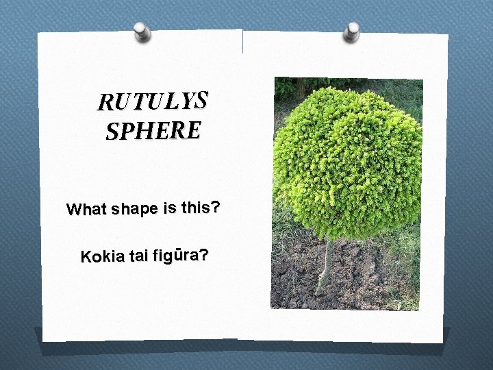 RUTULYS SPHERE What shape is this? Kokia tai figūra? 