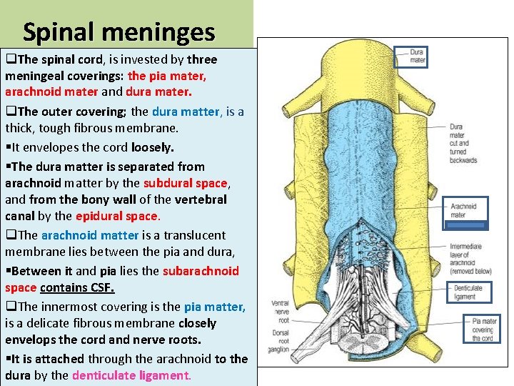 Spinal meninges q. The spinal cord, is invested by three meningeal coverings: the pia Spinal meninges q. The spinal cord, is invested by three meningeal coverings: the pia