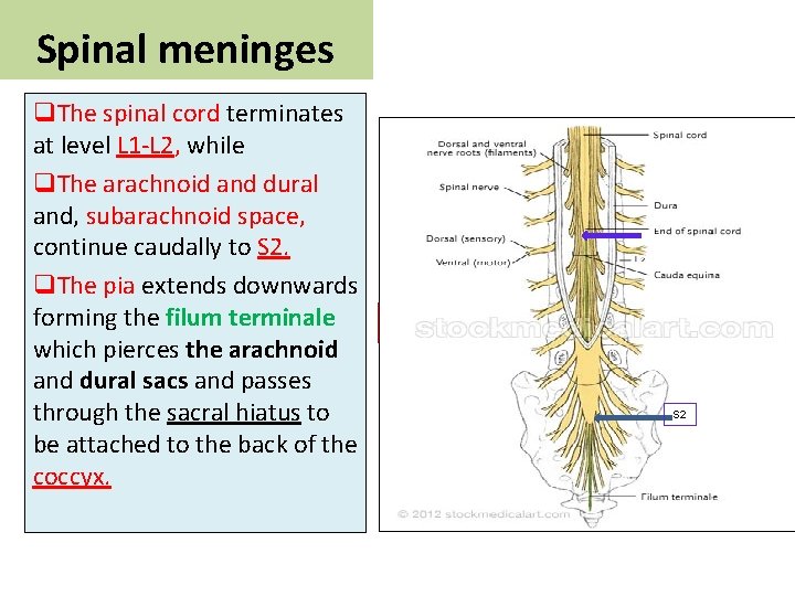 Spinal meninges q. The spinal cord terminates at level L 1 -L 2, L Spinal meninges q. The spinal cord terminates at level L 1 -L 2, L