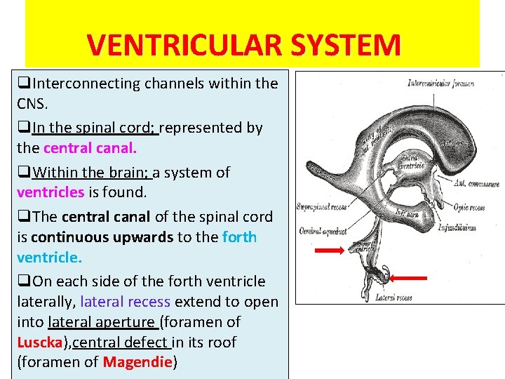 VENTRICULAR SYSTEM q. Interconnecting channels within the CNS. q. In the spinal cord; represented VENTRICULAR SYSTEM q. Interconnecting channels within the CNS. q. In the spinal cord; represented