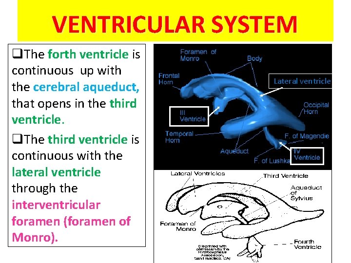 VENTRICULAR SYSTEM q. The forth ventricle is continuous up with the cerebral aqueduct, that VENTRICULAR SYSTEM q. The forth ventricle is continuous up with the cerebral aqueduct, that