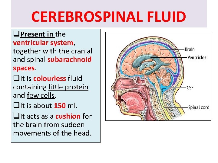 CEREBROSPINAL FLUID q. Present in the ventricular system, together with the cranial and spinal CEREBROSPINAL FLUID q. Present in the ventricular system, together with the cranial and spinal