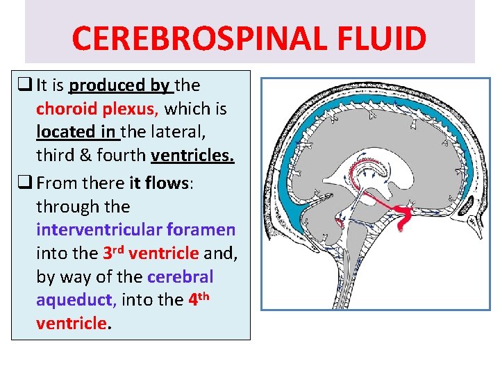 CEREBROSPINAL FLUID q It is produced by the choroid plexus, which is located in CEREBROSPINAL FLUID q It is produced by the choroid plexus, which is located in