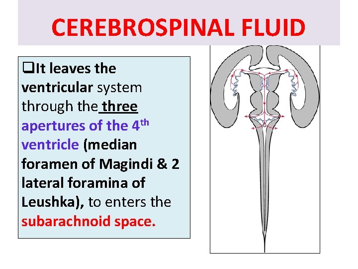CEREBROSPINAL FLUID q. It leaves the ventricular system through the three apertures of the CEREBROSPINAL FLUID q. It leaves the ventricular system through the three apertures of the